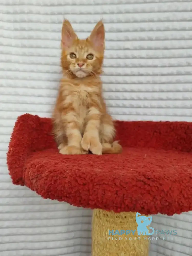 Kot Begimot Maine Coon polydactyl male red live animals
