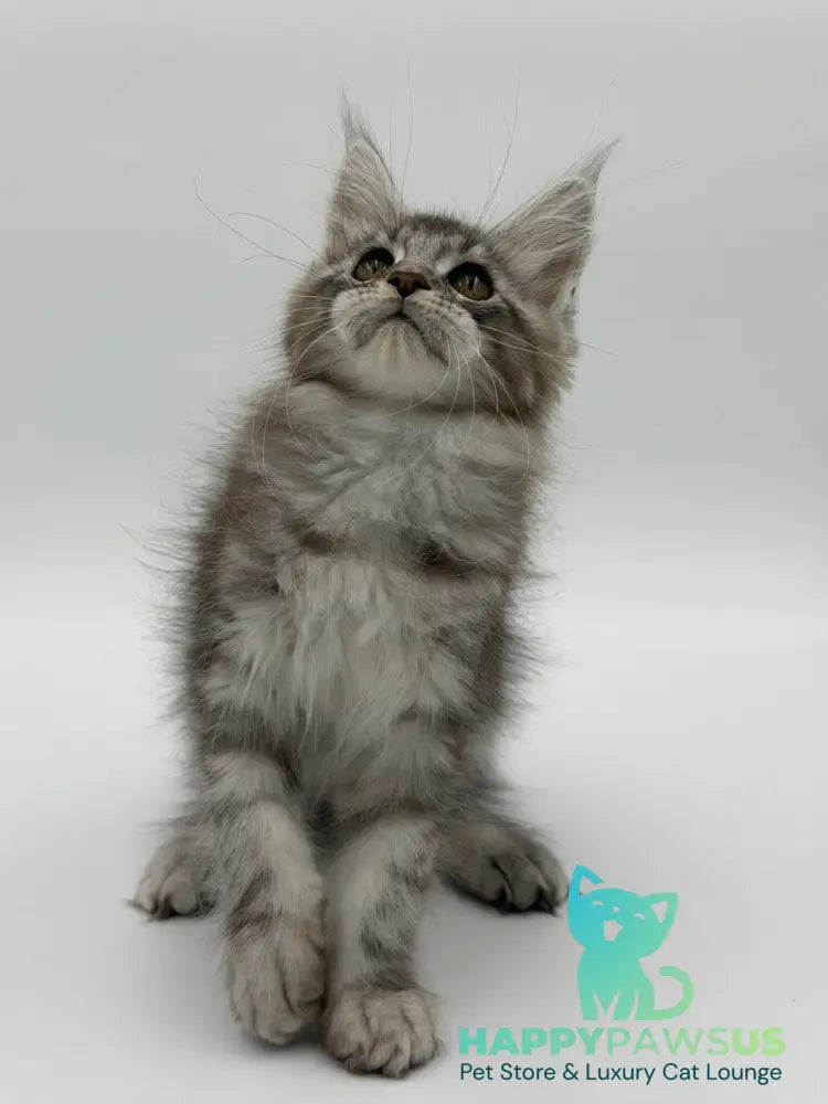 Kotello Maine Coon male black silver tabby - live animals
