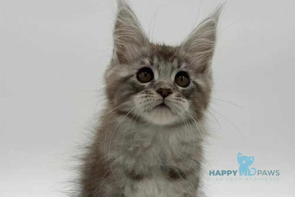 Kotello Maine Coon male black silver tabby - live animals