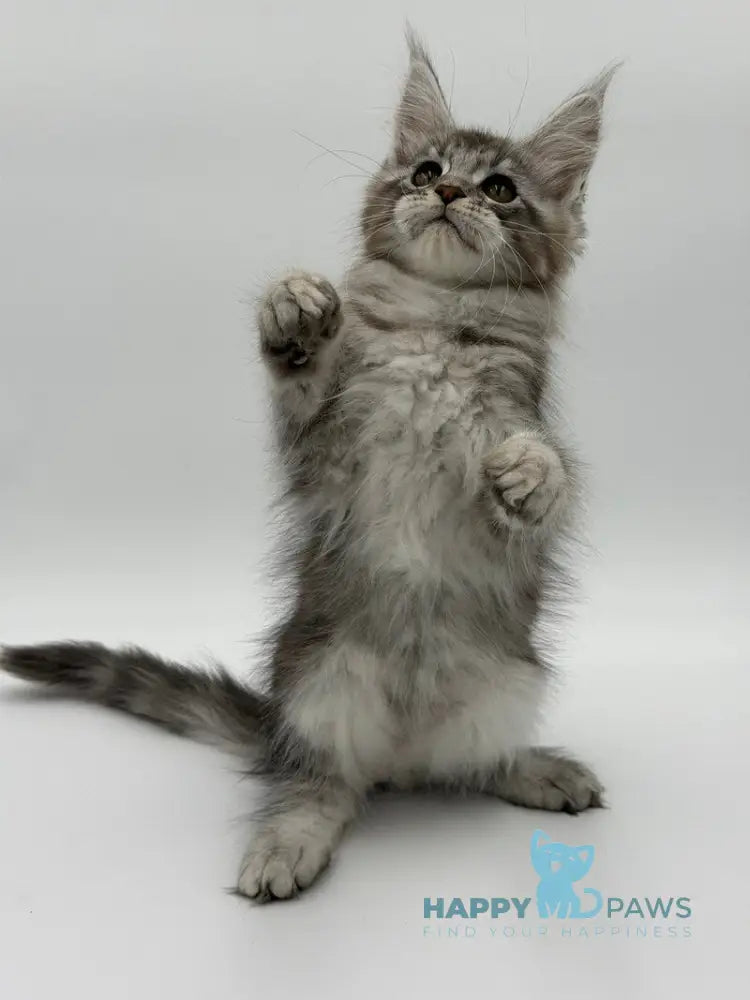 Kotello Maine Coon male black silver tabby - live animals