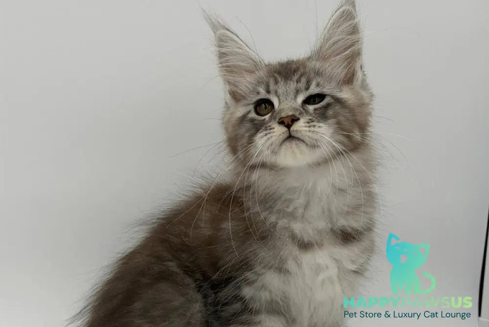 Kotello Maine Coon male black silver tabby - live animals