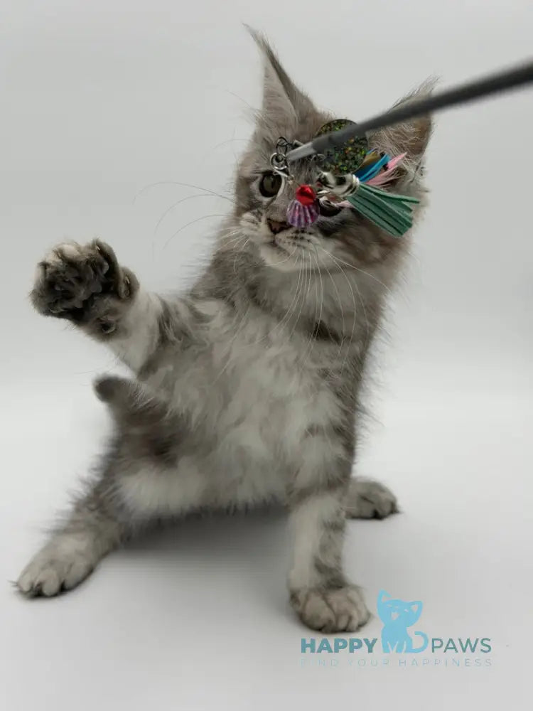 Kotello Maine Coon male black silver tabby - live animals