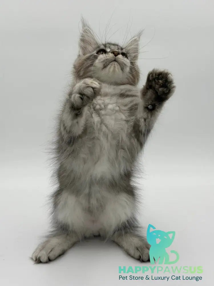 Kotello Maine Coon male black silver tabby - live animals