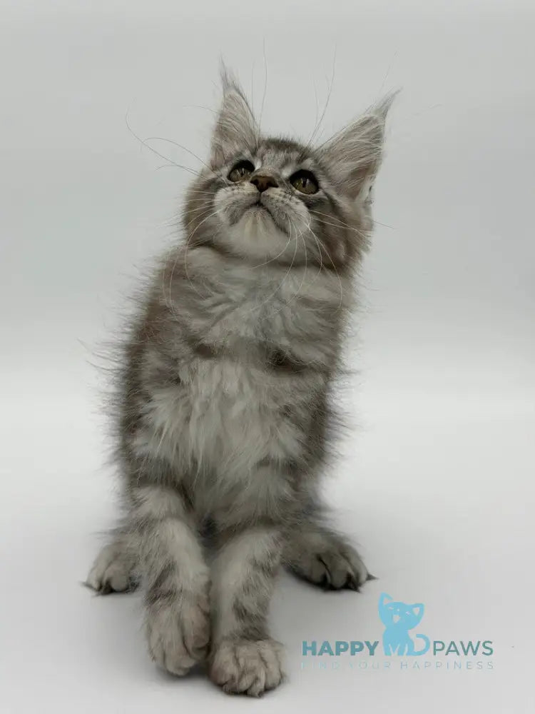 Kotello Maine Coon male black silver tabby - live animals