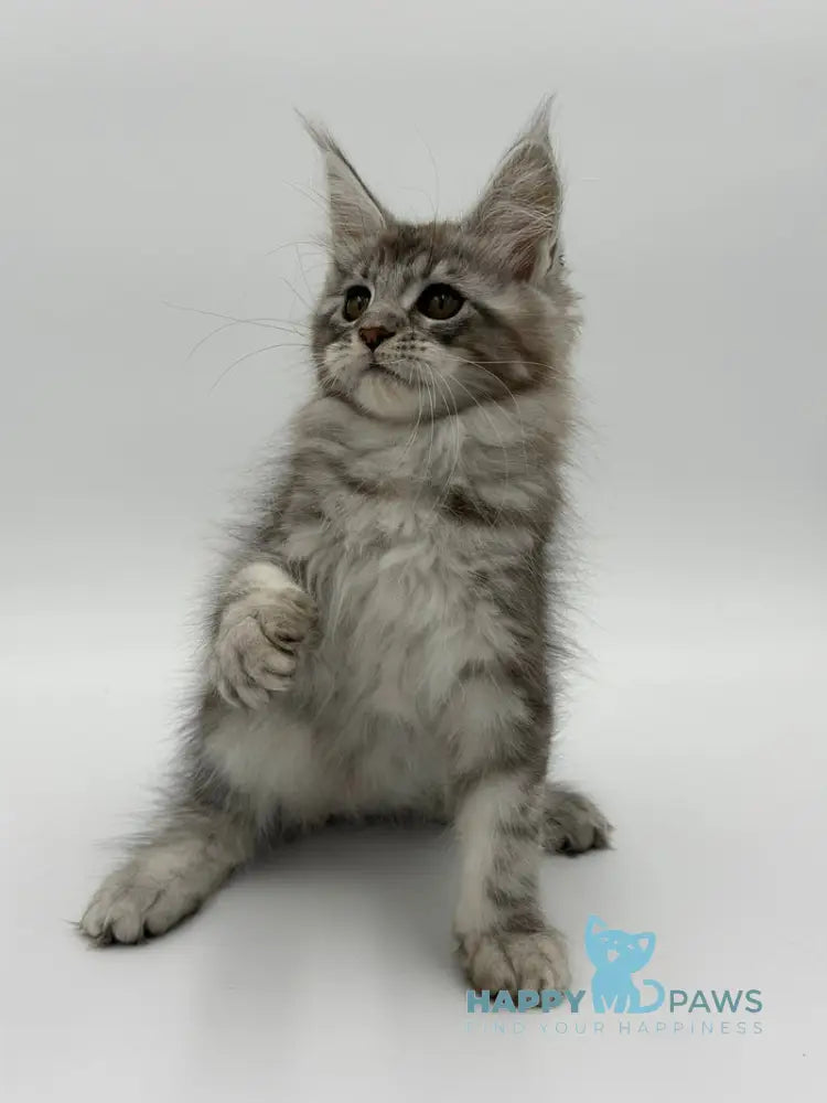 Kotello Maine Coon male black silver tabby - live animals