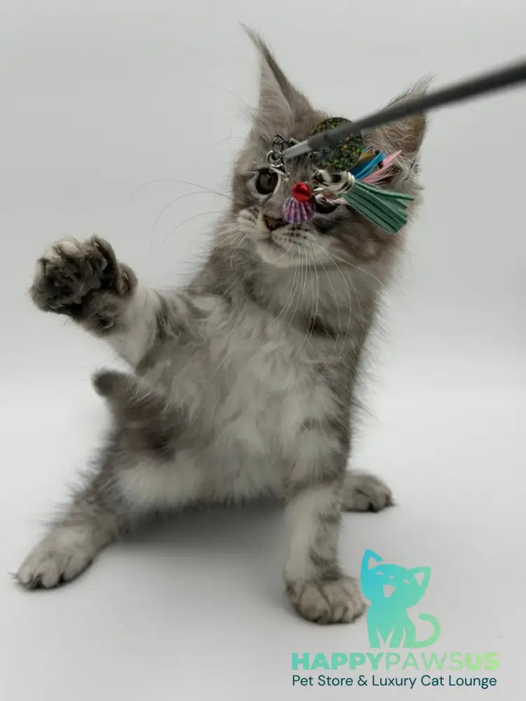 Kotello Maine Coon male black silver tabby - live animals