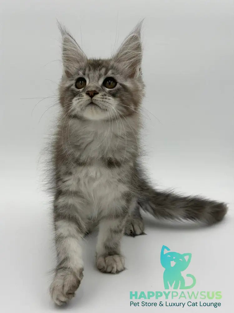 Kotello Maine Coon male black silver tabby - live animals