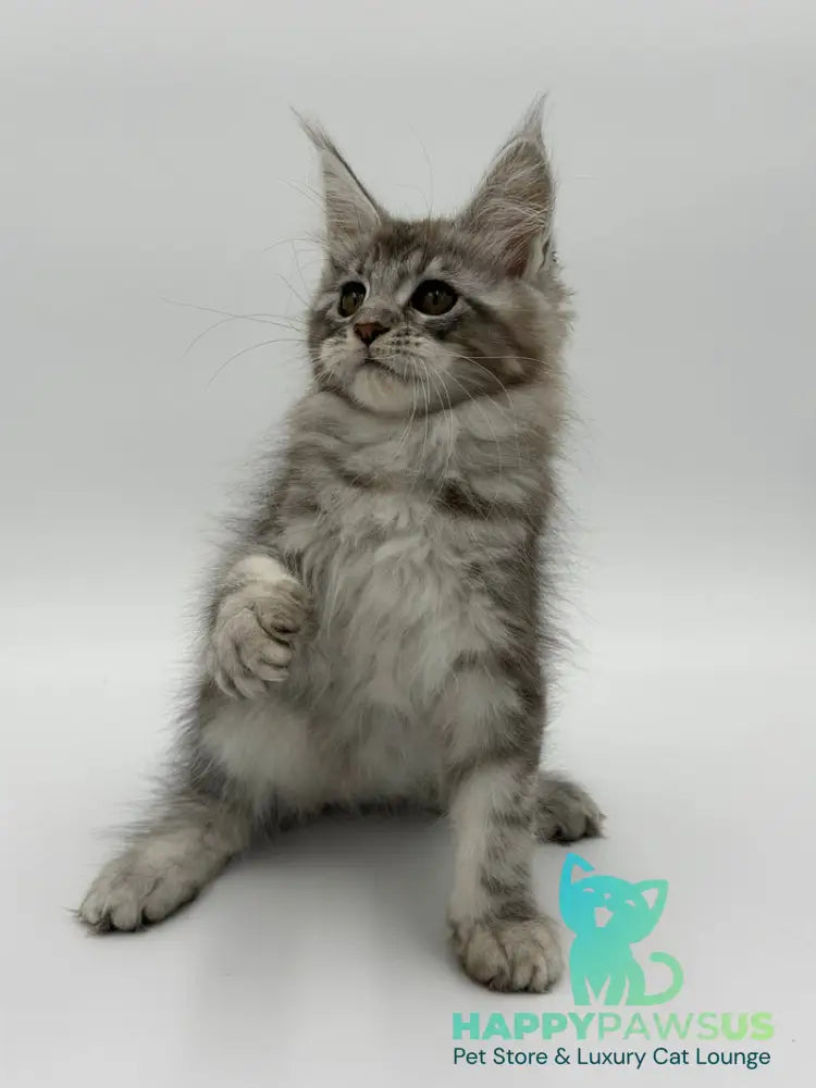 Kotello Maine Coon male black silver tabby - live animals