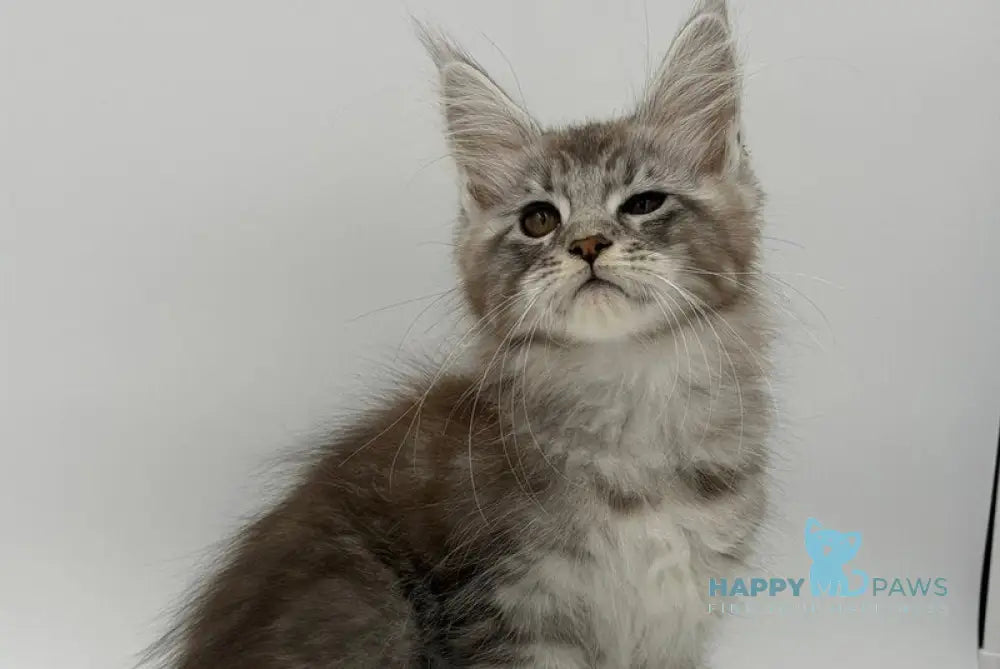Kotello Maine Coon male black silver tabby - live animals