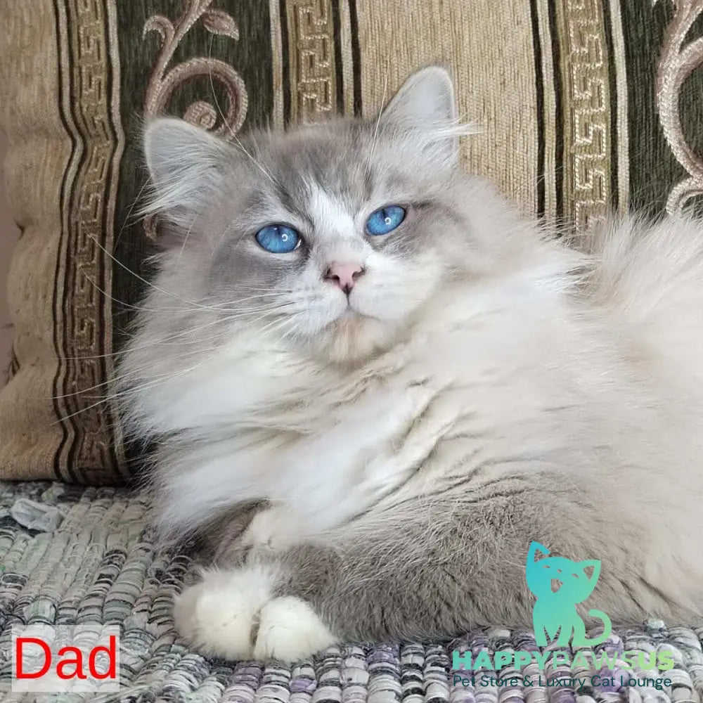 Kovboj Siberian male blue tabby pointed with white - live animals