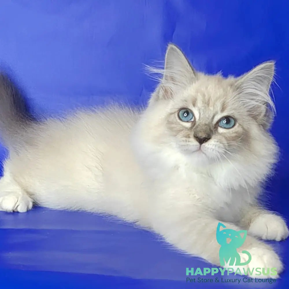 Kovboj Siberian male blue tabby pointed with white - live animals