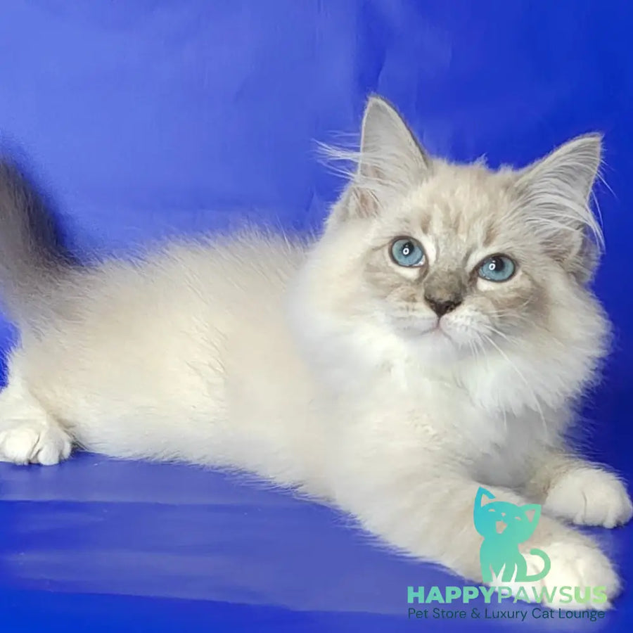 Kovboj Siberian male blue tabby pointed with white - live animals