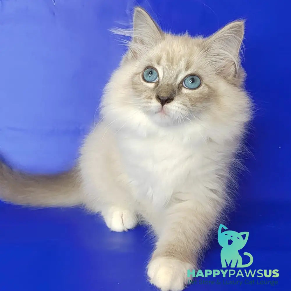 Kovboj Siberian male blue tabby pointed with white - live animals