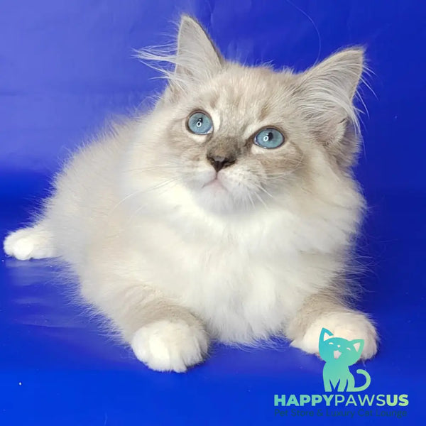 Kovboj Siberian male blue tabby pointed with white - live animals
