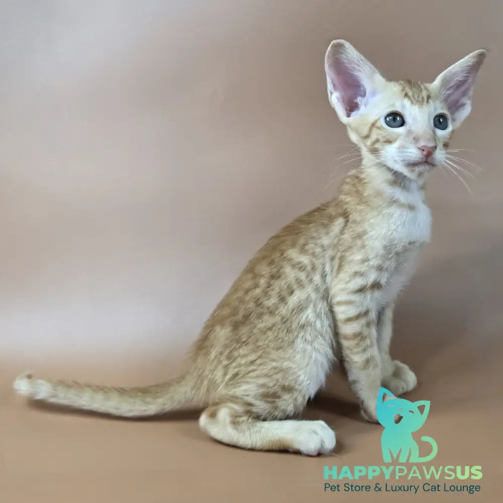 Kovu Oriental Shorthair male red spotted tabby - live animals