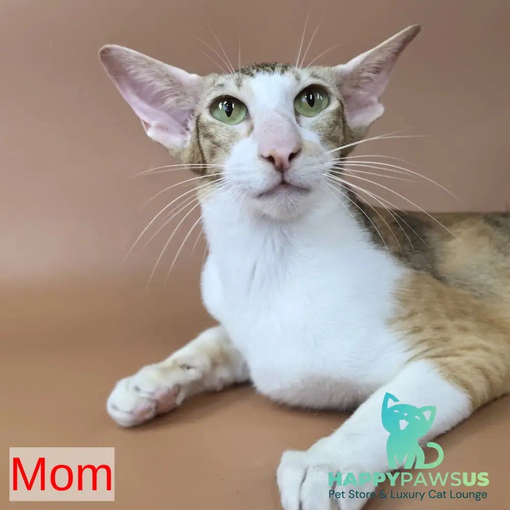 Kovu Oriental Shorthair male red spotted tabby - live animals