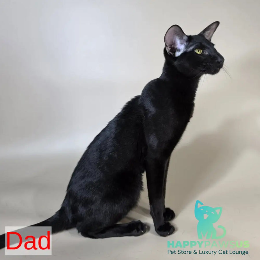 Kovu Oriental Shorthair male red spotted tabby - live animals