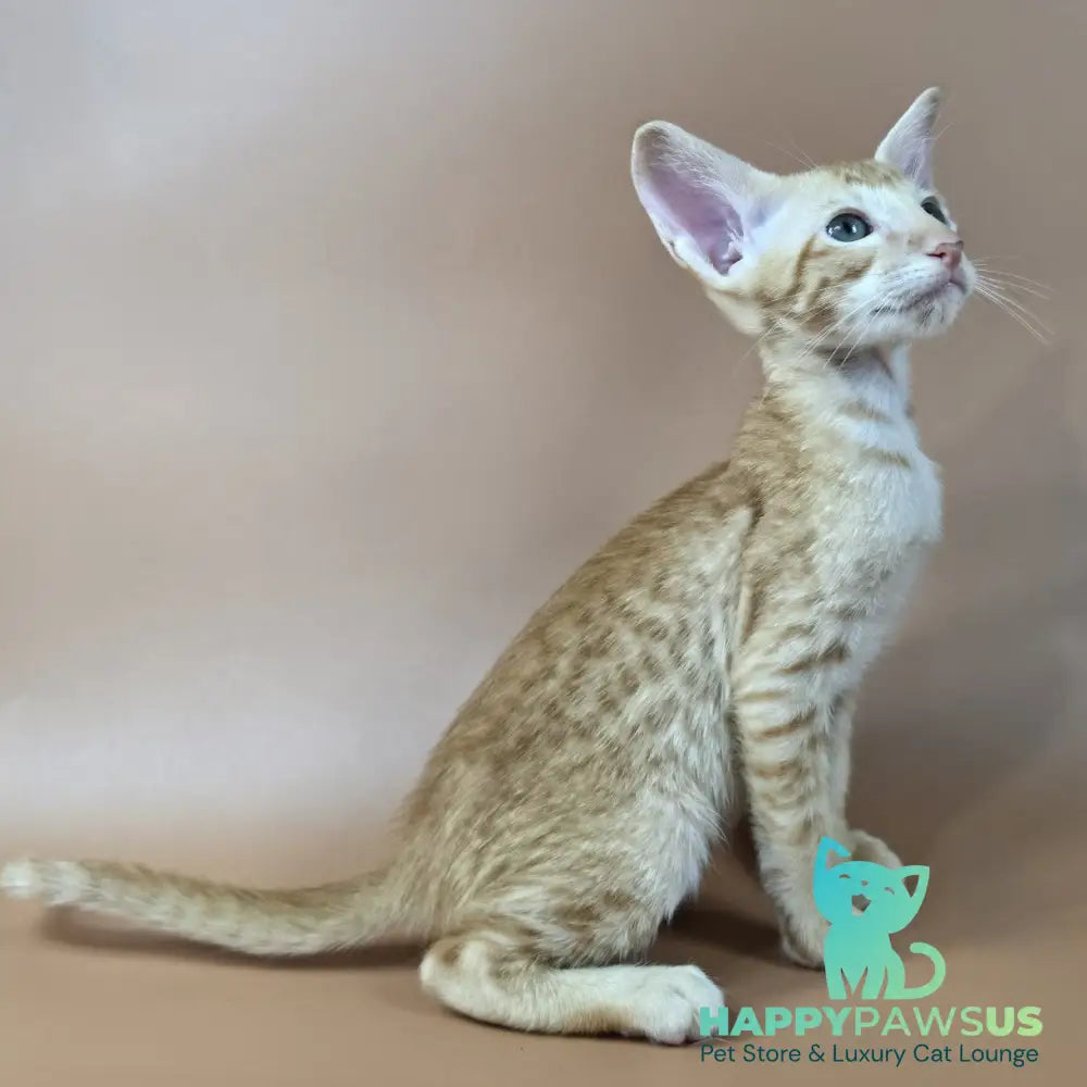 Kovu Oriental Shorthair male red spotted tabby - live animals