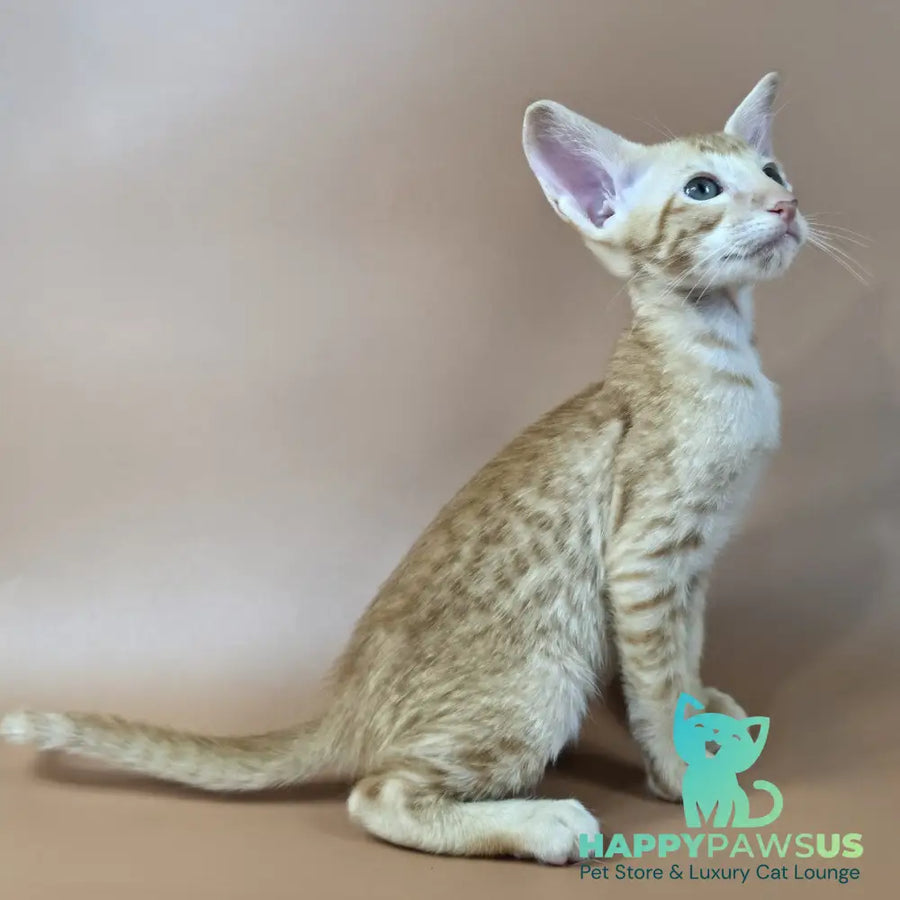Kovu Oriental Shorthair male red spotted tabby - live animals