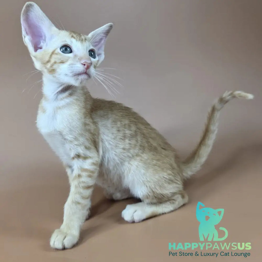 Kovu Oriental Shorthair male red spotted tabby - live animals