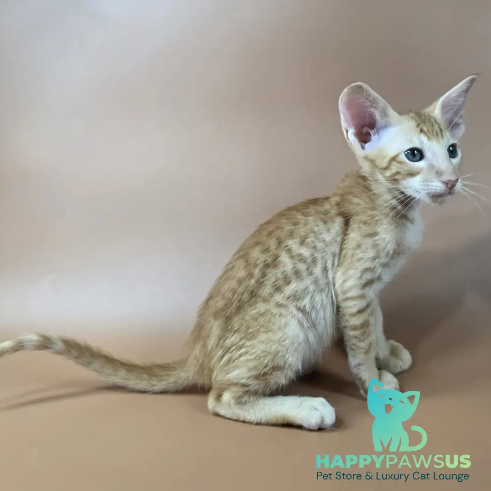 Kovu Oriental Shorthair male red spotted tabby - live animals