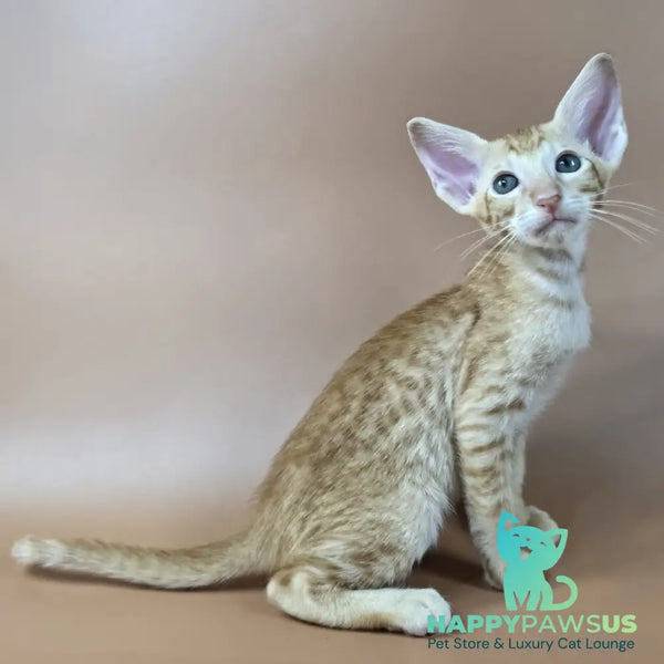 Kovu Oriental Shorthair male red spotted tabby - live animals