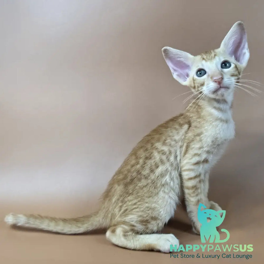 Kovu Oriental Shorthair male red spotted tabby - live animals