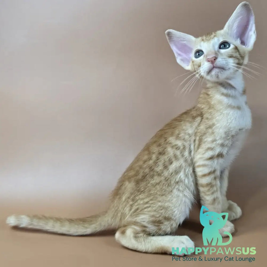 Kovu Oriental Shorthair male red spotted tabby - live animals