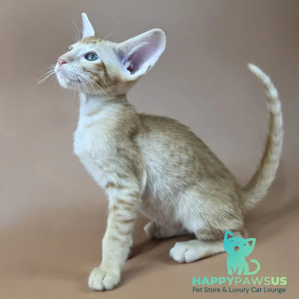 Kovu Oriental Shorthair male red spotted tabby - live animals