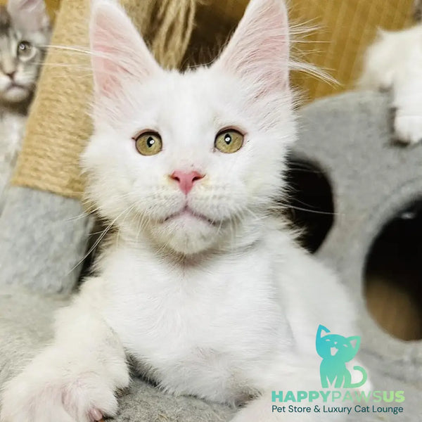Kozak Maine Coon male white - live animals