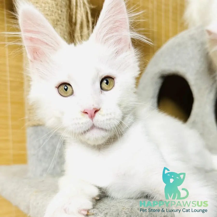 Kozak Maine Coon male white - live animals