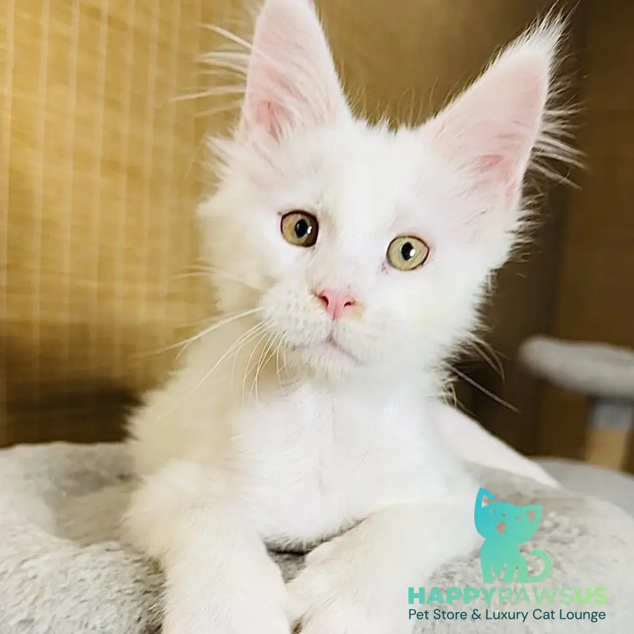 Kozak Maine Coon male white - live animals