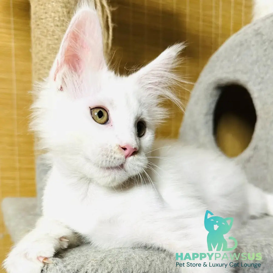 Kozak Maine Coon male white - live animals