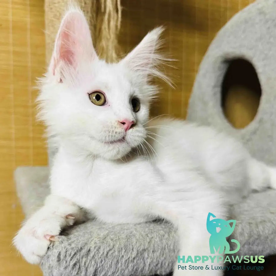 Kozak Maine Coon male white - live animals