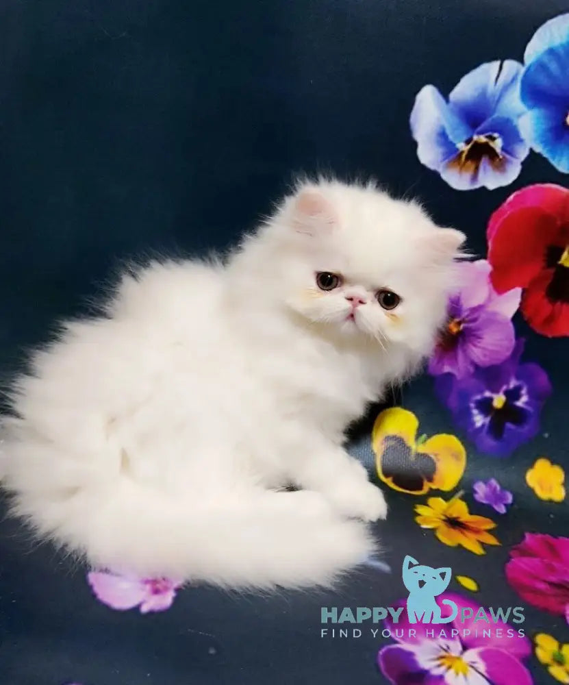 Kralya Persian female white live animals