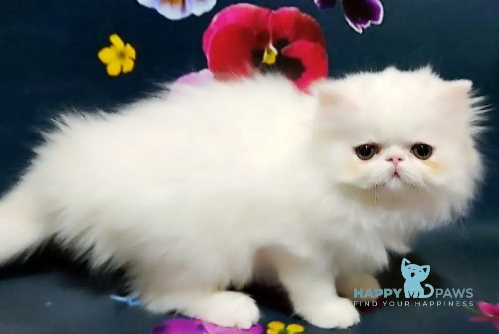 Kralya Persian female white live animals