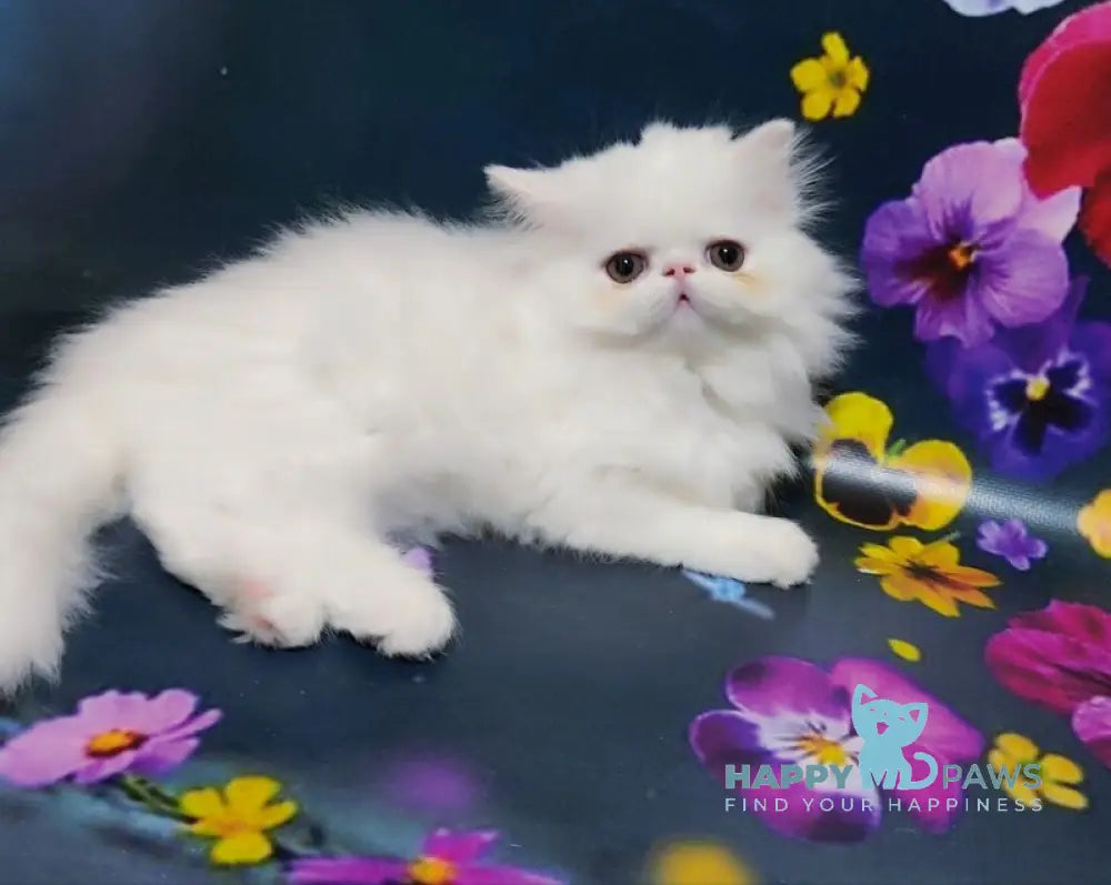 Kralya Persian female white live animals