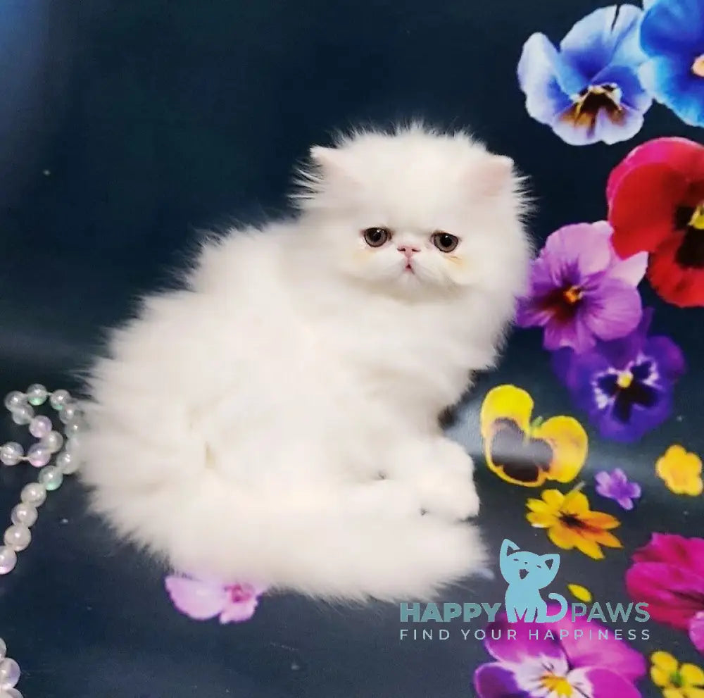 Kralya Persian female white live animals