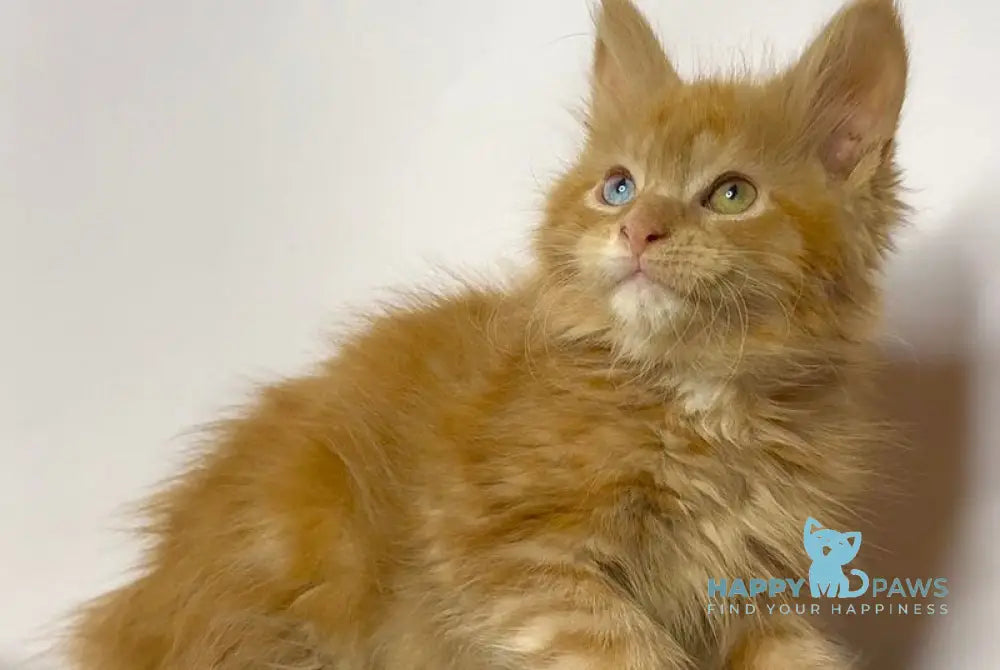 Krash Maine Coon polydactyl male red tabby with white - live animals