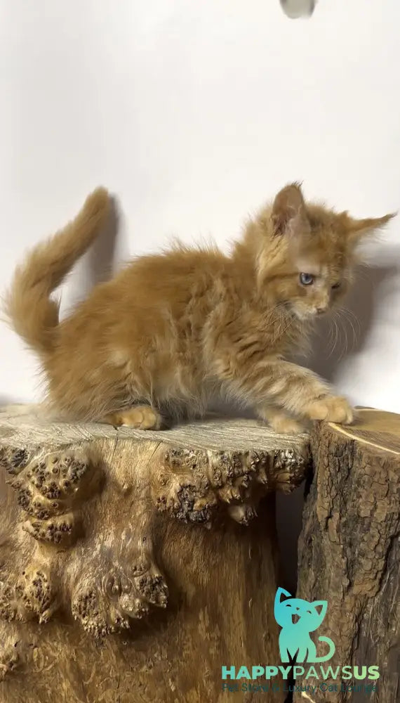 Krash Maine Coon polydactyl male red tabby with white - live animals