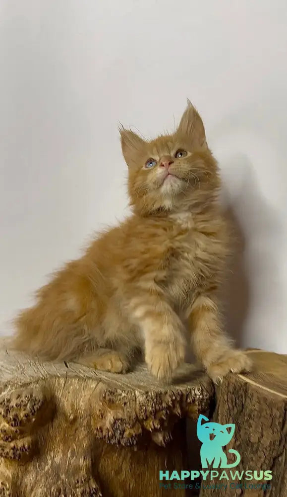 Krash Maine Coon polydactyl male red tabby with white - live animals