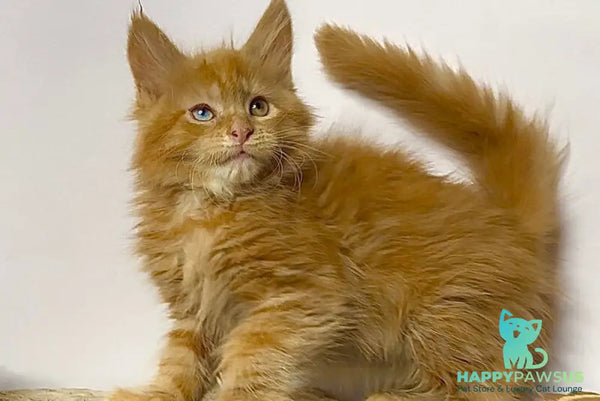 Krash Maine Coon polydactyl male red tabby with white - live animals