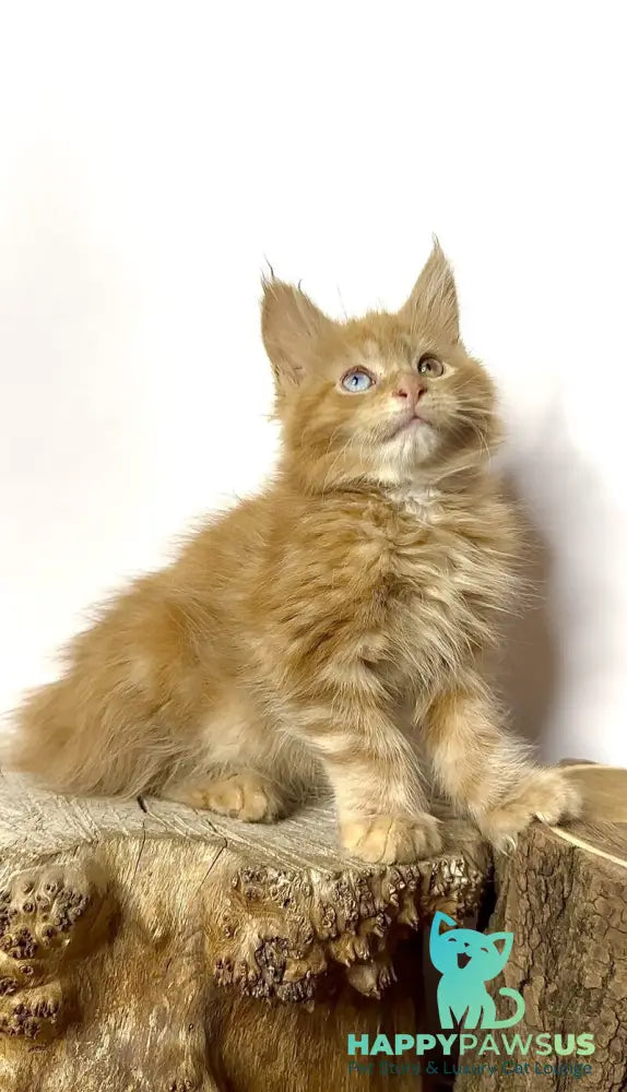 Krash Maine Coon polydactyl male red tabby with white - live animals