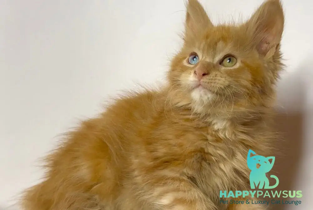 Krash Maine Coon polydactyl male red tabby with white - live animals