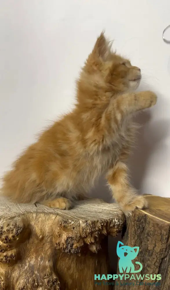 Krash Maine Coon polydactyl male red tabby with white - live animals