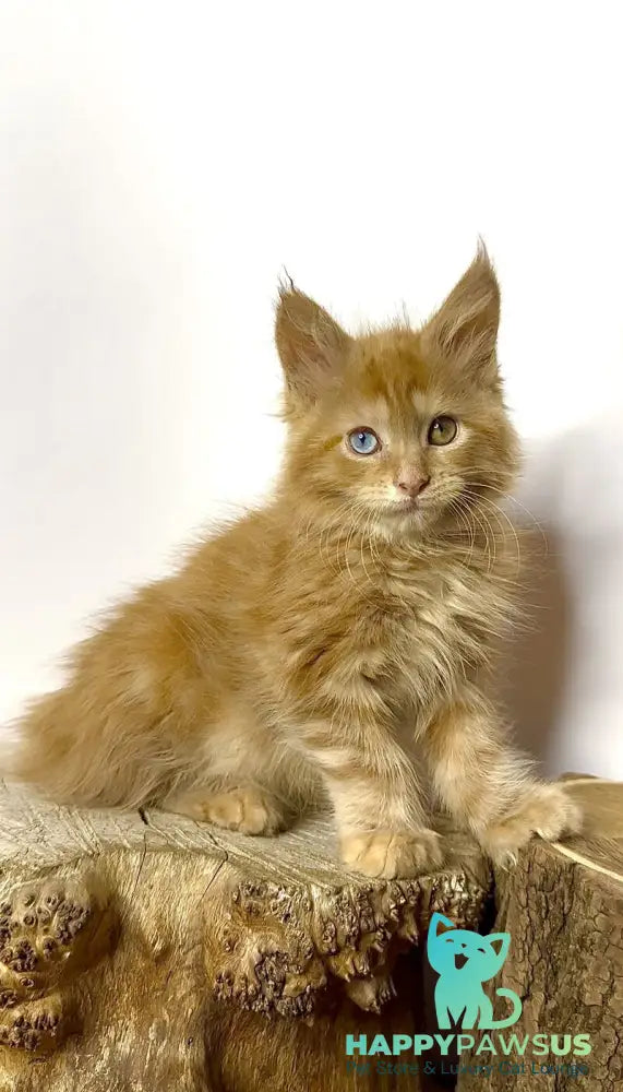 Krash Maine Coon polydactyl male red tabby with white - live animals