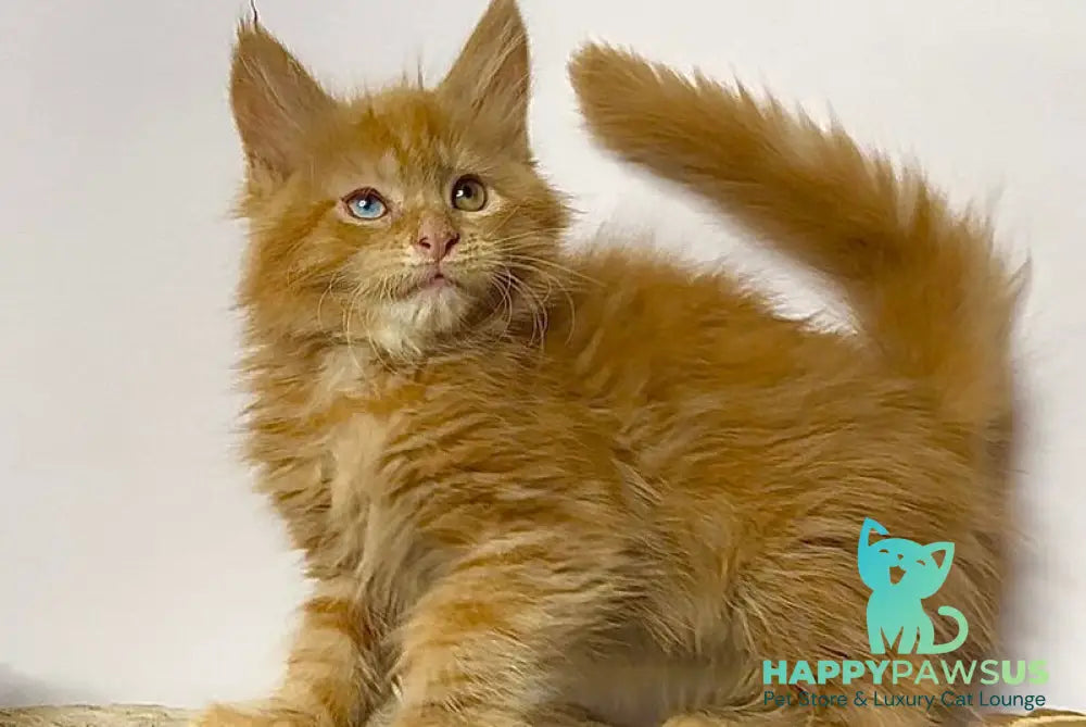 Krash Maine Coon polydactyl male red tabby with white - live animals