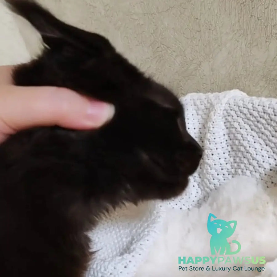 Krasotka Maine Coon female black - live animals