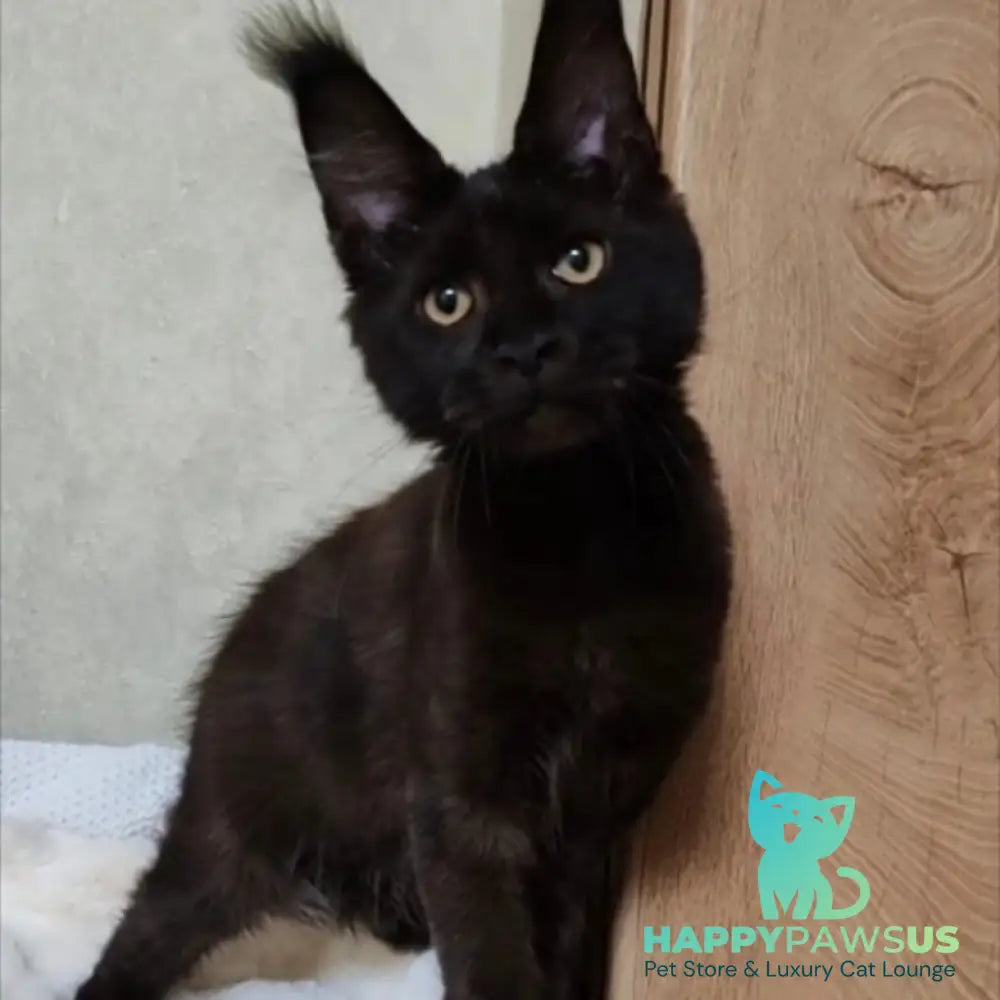 Krasotka Maine Coon female black - live animals
