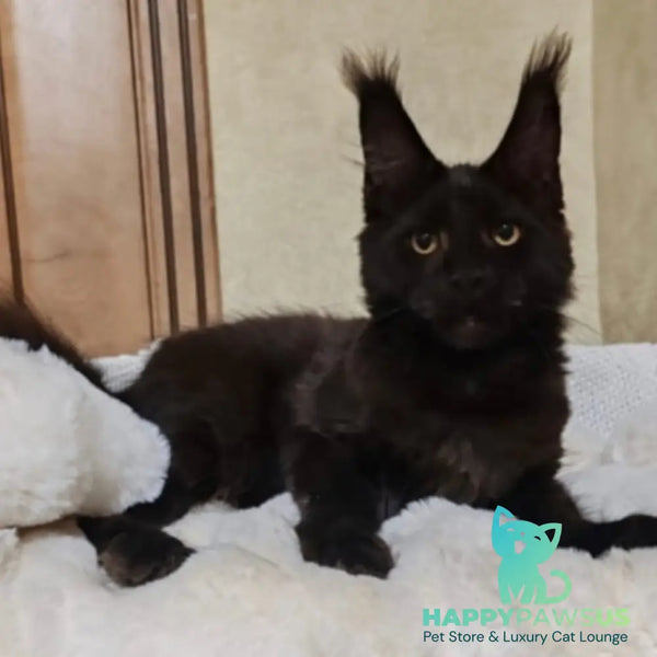 Krasotka Maine Coon female black - live animals